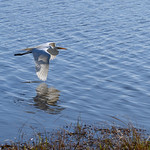 great white egret 