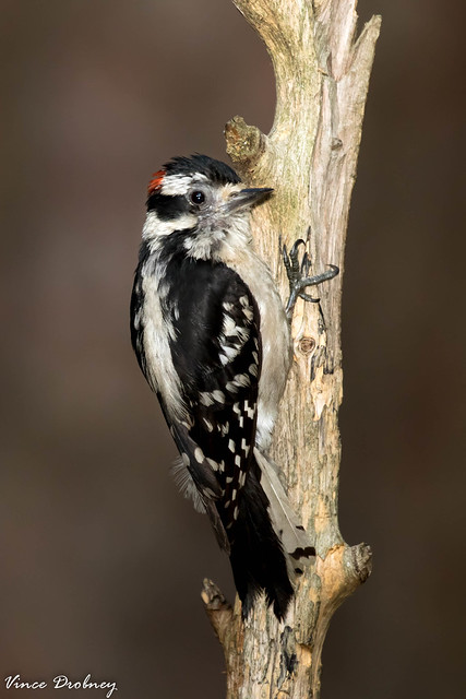 Downy Woodpecker -9845-2