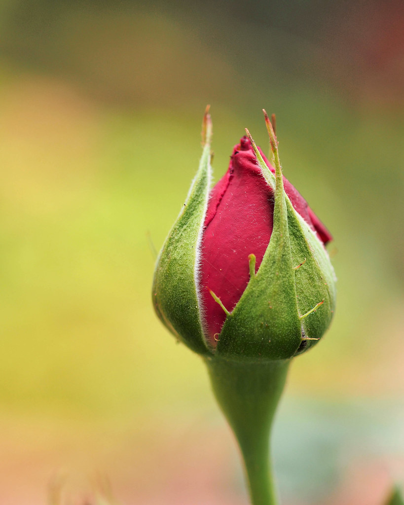 Rose Bud | A new rose bud; this is an Oklahoma Tea Hybrid. T… | Flickr