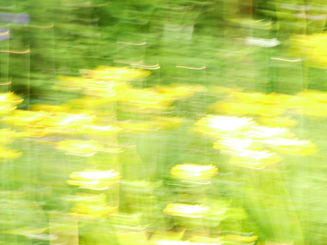 A blur of Allium flowers