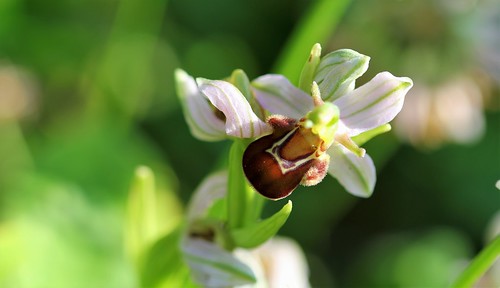 Ophrys apifera - ophrys abeille - Page 4 51243624713_b1a0d24f5f
