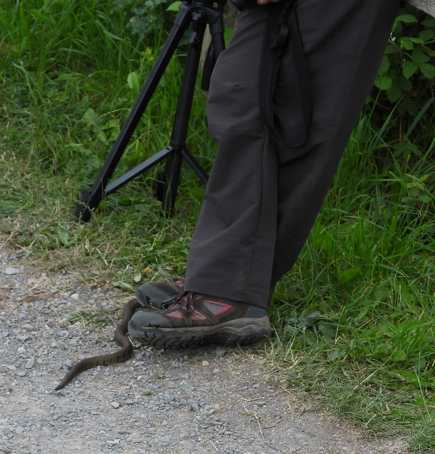 Grassnake slithers around woman's boot on way to cover.