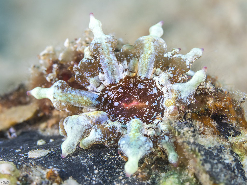 Bubble-tip Anemone - Entacmaea quadricolor