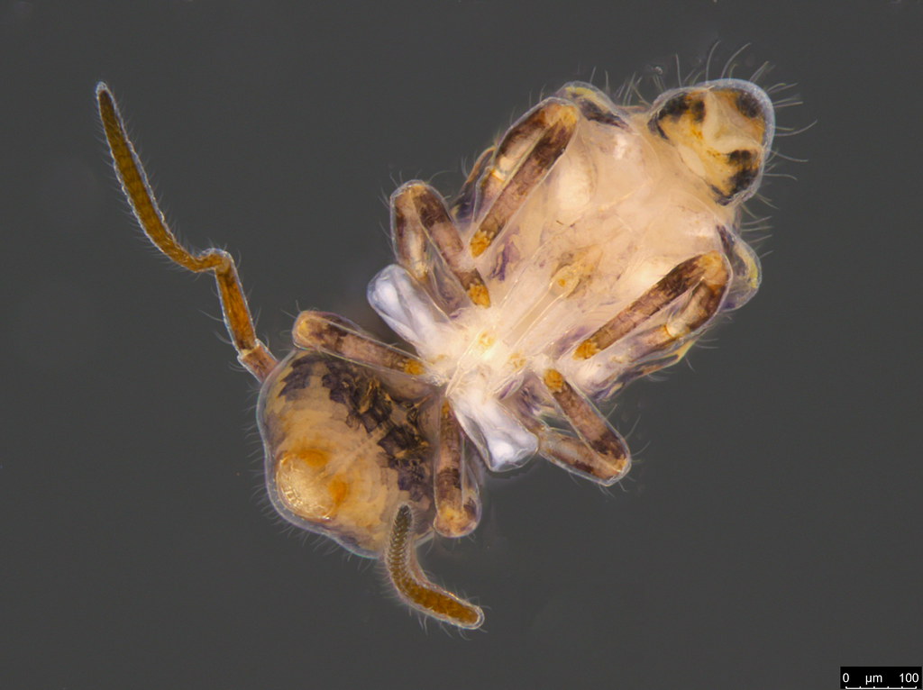 3b - Sminthuridae sp.