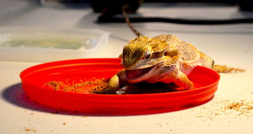 What to Feed your Bearded Dragon | Bearded Dragon Diet