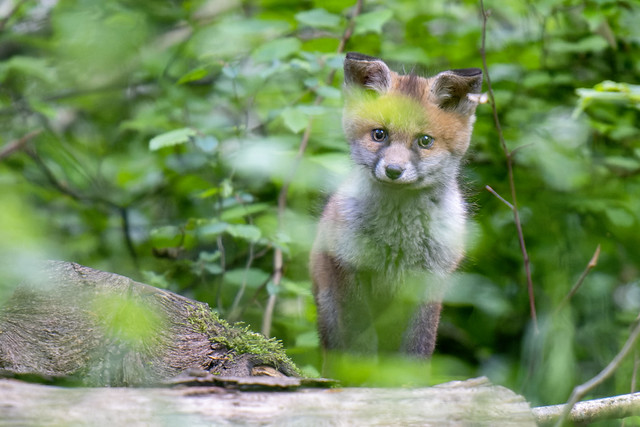 Renardeau (Vulpes Vulpes) Red Fox
