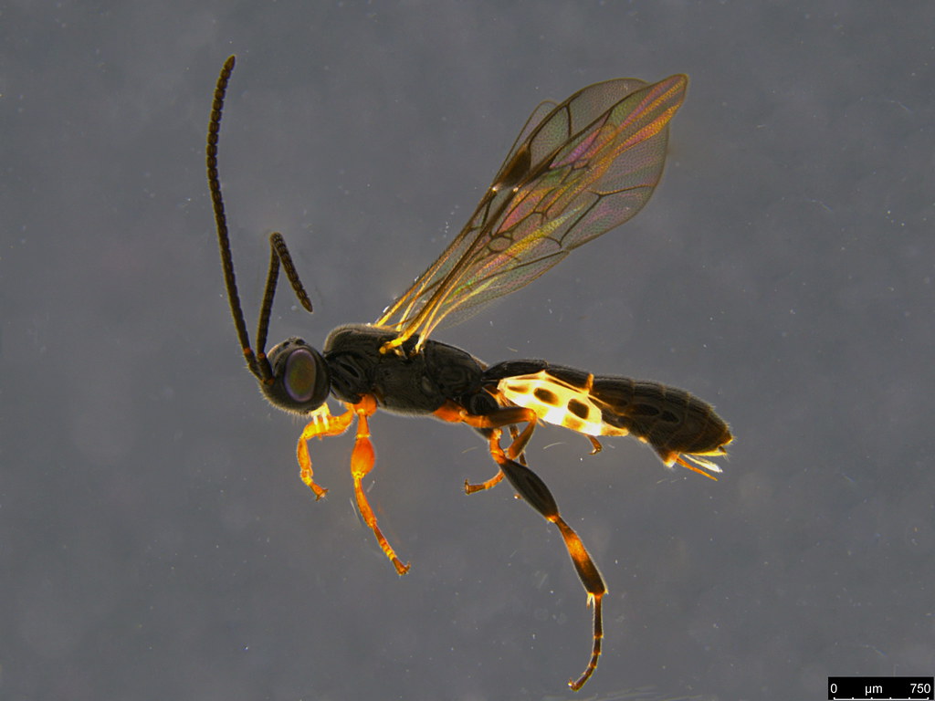 9a - Ichneumonidae sp.