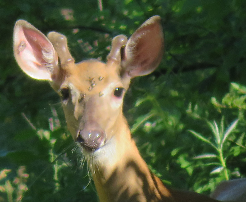 Deer on The 400 State Trail