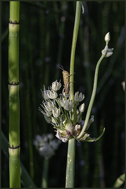 Grasshopper on Egyptian Walking Onion Plant