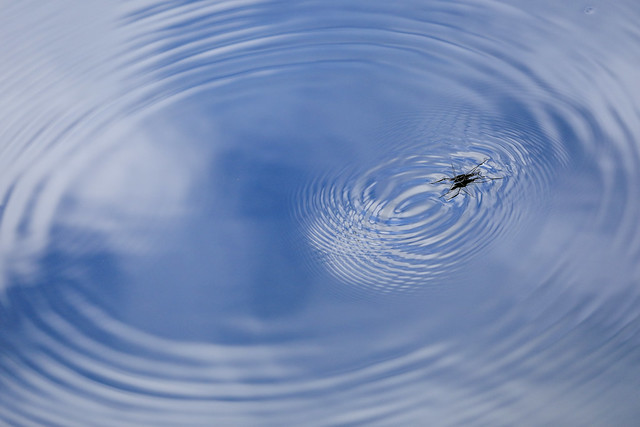 Water striders in the ripples