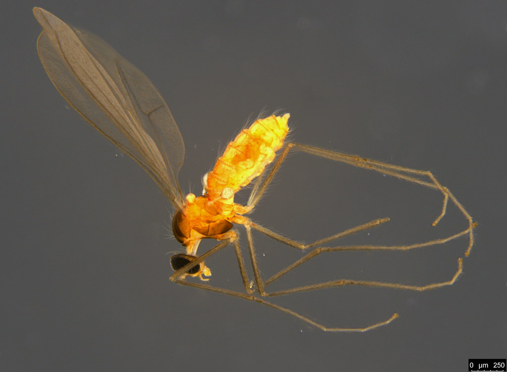 8a - Diptera sp.