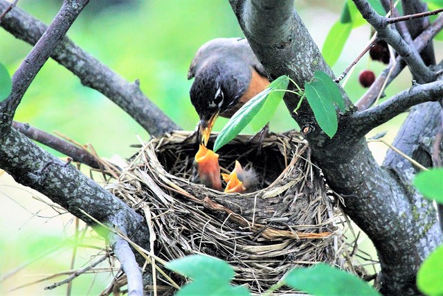 Mother Robin