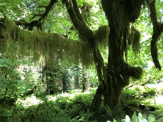 Olympic National Park - Hoh Rainforest Spruce Trail | by Amsterdam Asp