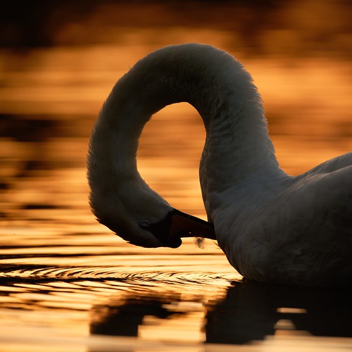 swan sunset whitlingham norfolk uk jonathan casey wildlife bird photography broads nikon d850 400mm f28