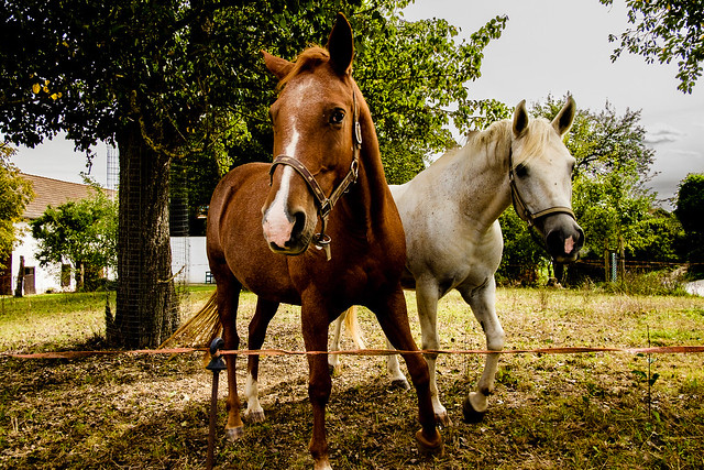 Friendly horses II