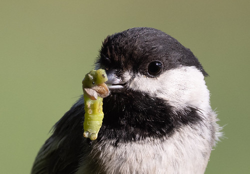 Black-capped Chickadee with food near nest