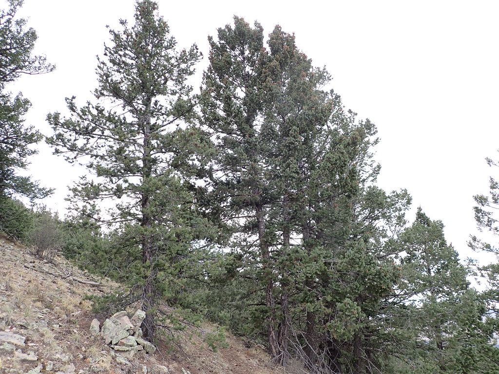 North Baldy Trail #8