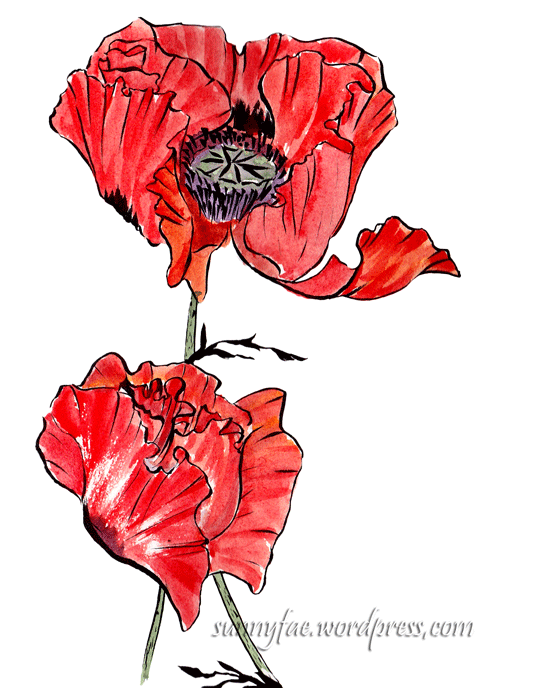 watercolour and ink poppies sketch