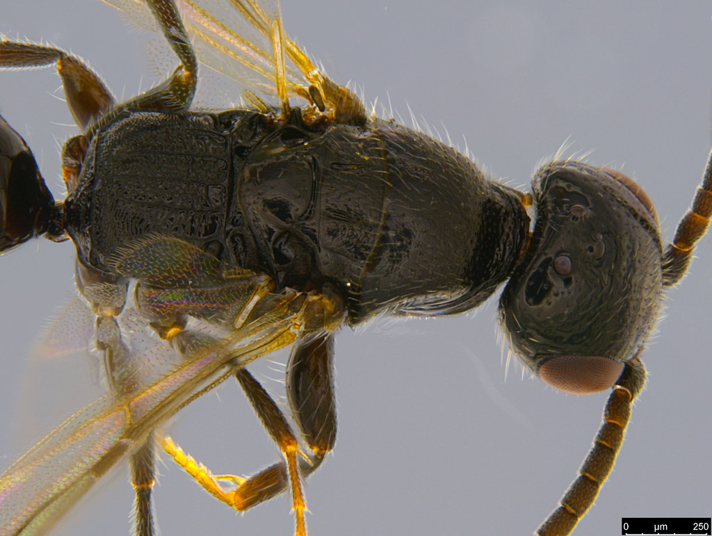 14b - Bethylidae sp.