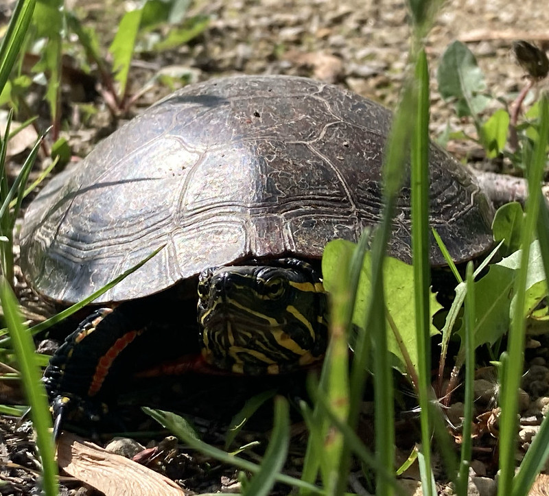Painted turtle along 400 State Trail