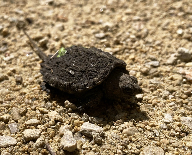 Mini Turtle on 400 State Trail