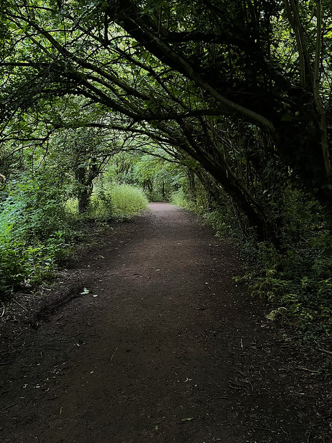 Dark path through the trees