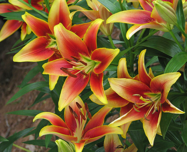 Kaveri OA hybrid lilies - another view