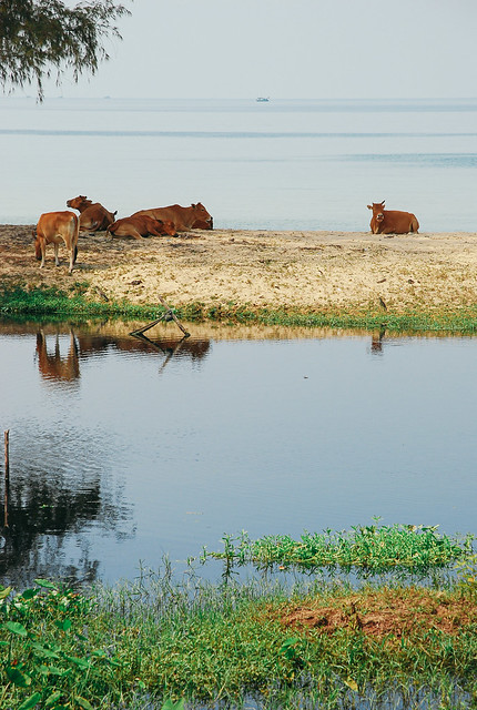 Cows on the beach, Phu Quoc (Vietnam)