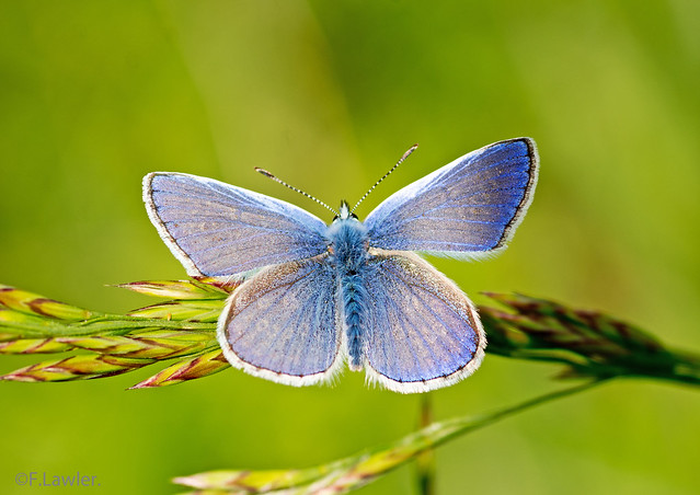 Common Blue Butterfly.