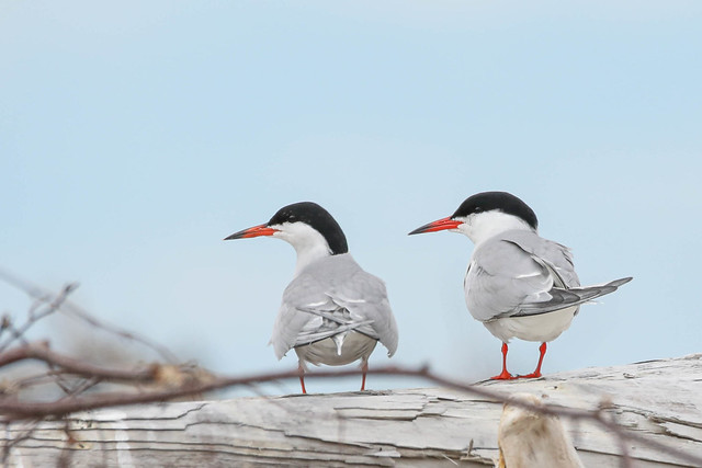 Sterne PierreGarin  -  Common Tern