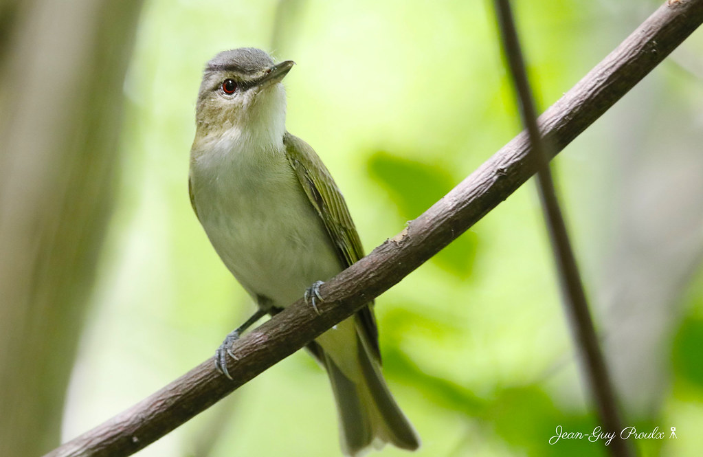 Viréo aux yeux rouges:  Red-eyed Vireo - Vireo olivaceus