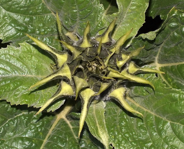 Dwarf sunflower (Helianthus annuus) flower bud