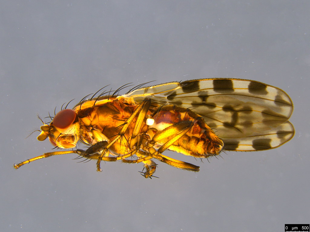 3c - Diplogeomyza maculipennis (Malloch, 1926)