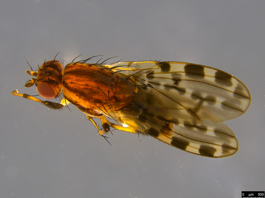 4c - Diplogeomyza maculipennis (Malloch, 1926)