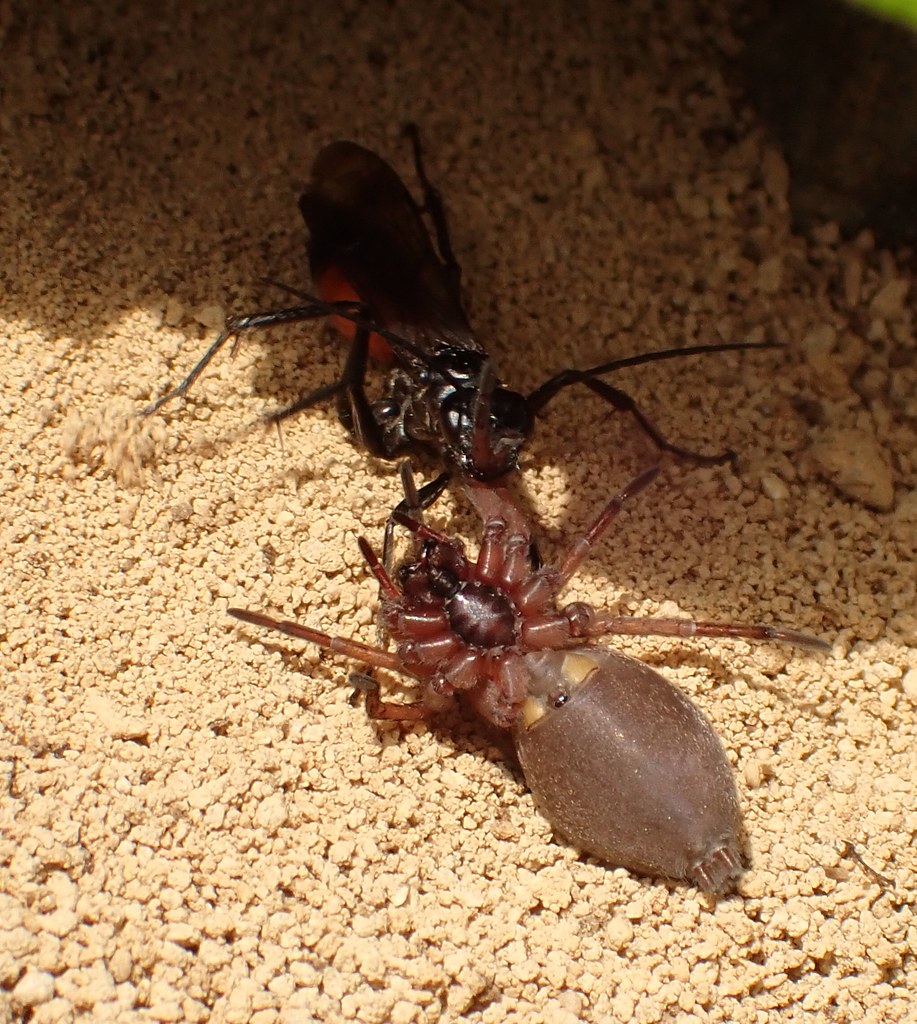spider wasp transporting preyh prey
