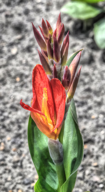Canna Lily Blossoming
