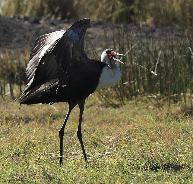 Wattled crane – mating dance – Kafue NP – Zambia