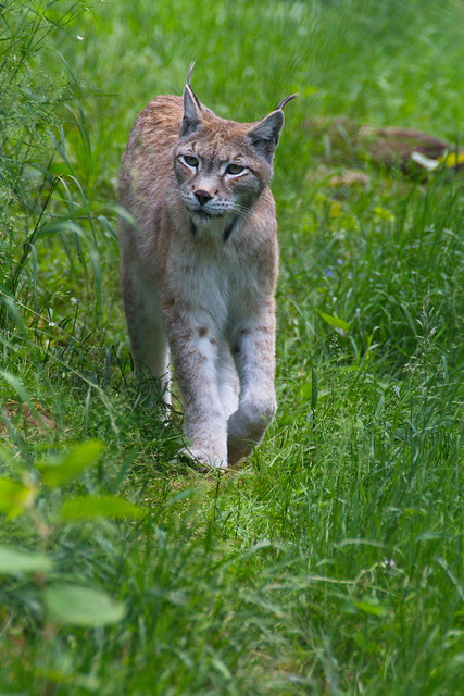 Eurasischer Luchs