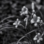 Monochrome Daylilies