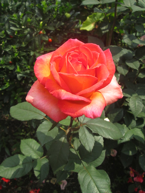 Rosa en el jardín