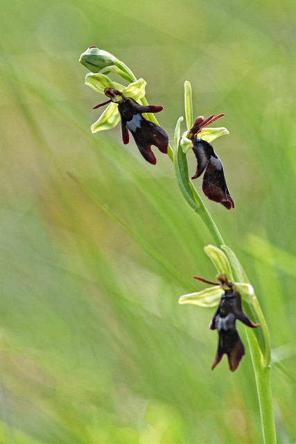 Fly Orchid (Ophrys insectifera)