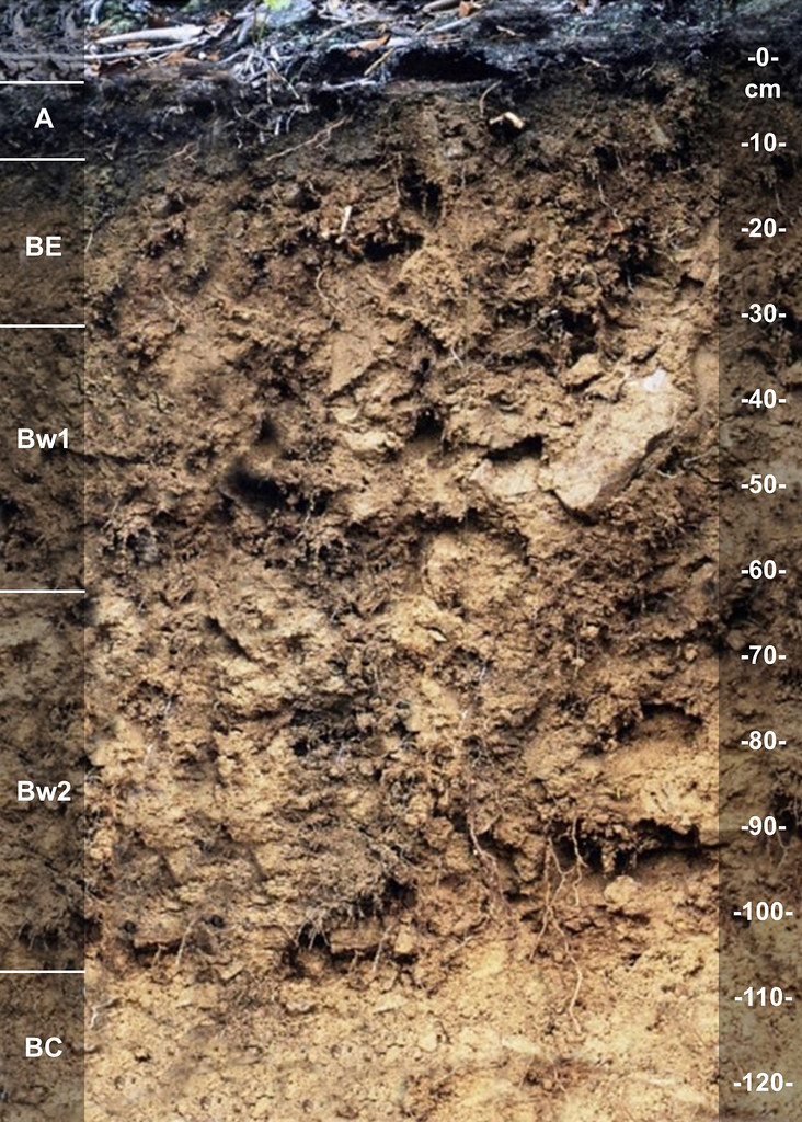 Helechawa soil series