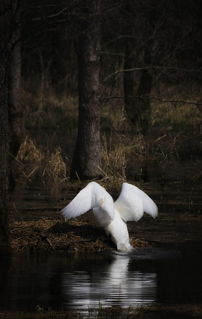 Female swan on nest (explored)