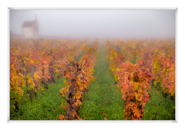 vignes dans le brouillard
