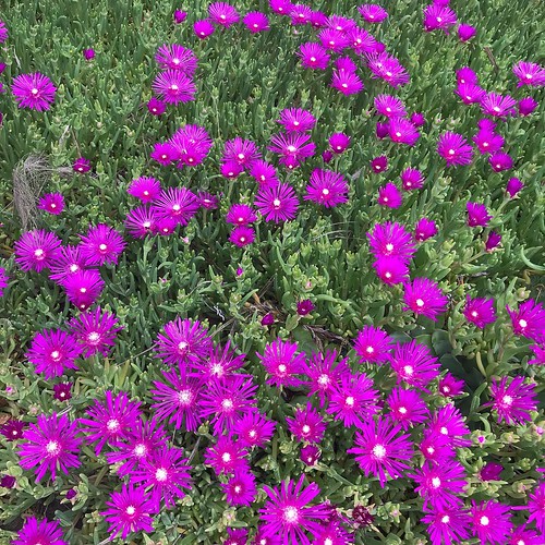 My neighbor’s amazing ice plants are poppin’! I photograph these every spring. They are gorgeous.