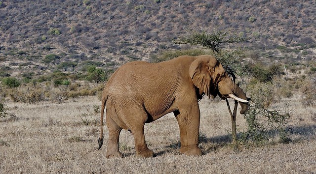 African elephant (Loxodonta africana)