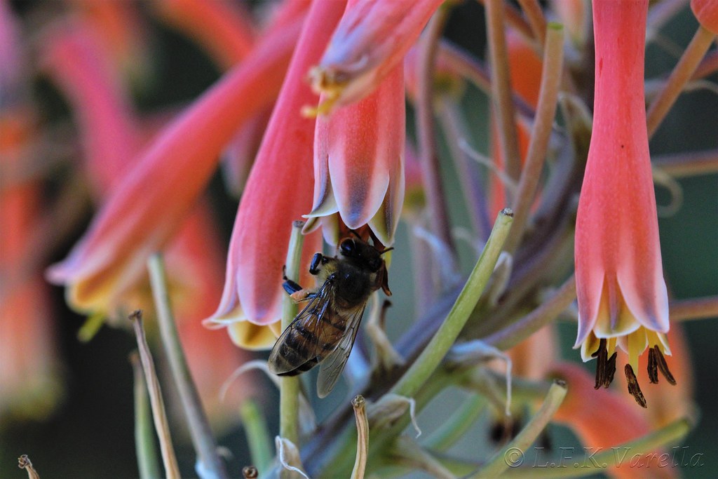 abelha na flor do aloé