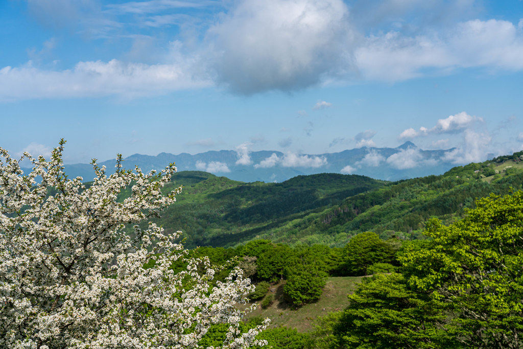 ズミの木と皇海山