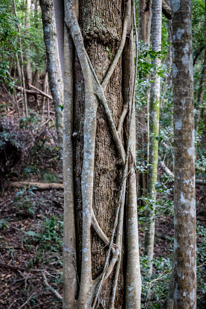 Rainforest Walk-5