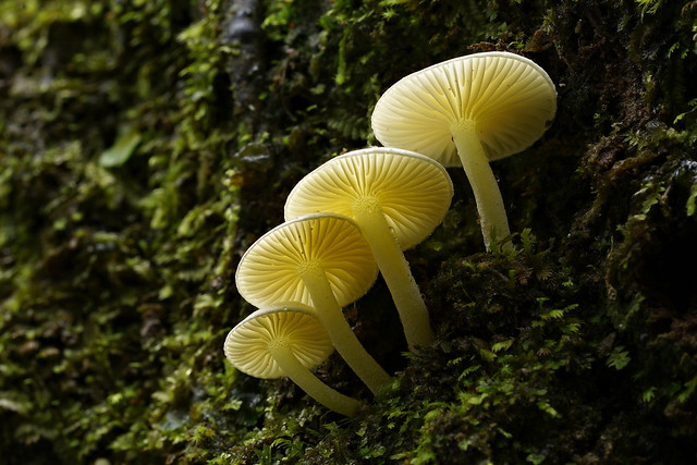 Fungi -  West Coast NZ